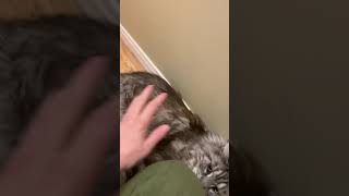 Polydactyl Maine Coon Cat | Grabs owners Hand | #shorts