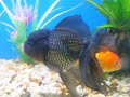 Gold Fish