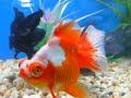 Show Quality For Sale Goldfish