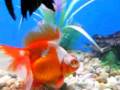 Show Quality For Sale Goldfish