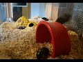 Rennmaus-Familie / Lucky Gerbils