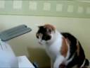 Stoute printer poes Stoute printer poes