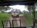 Descubre Ejército 12 hectáreas de mariguana en Yécora