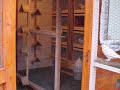 takla guvercin kumeslerim duiven hok pigeons erol