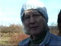 Louise McCoy blueberry plants Louise McCoy blueberry plants