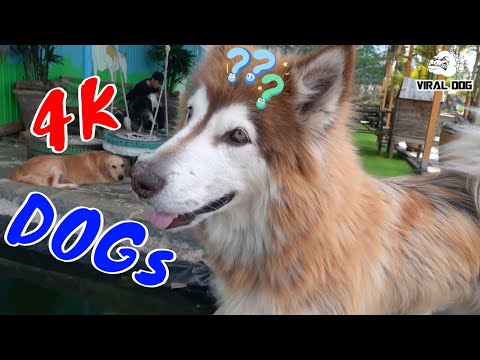 Hài Hước Thư Giãn Cùng Các Boss Cún Cưng Video 4K Tập 4