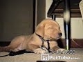 Cute golden retriever puppy can't keep his eyes open. pettube.com .