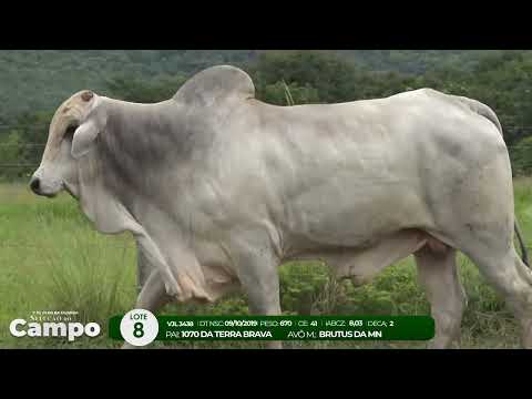 1 De Olho na Fazenda SELEO DO CAMPO