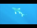 Carcharhinus longimanus