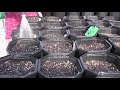 A demonstration with Dr. Hill Craddock at the University of Tennessee at Chattanooga greenhouse about how to plant chestnuts and care for young saplings.