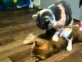 Funny cat doing rude massage