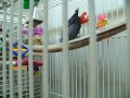 Sparky Congo African Grey at shelter