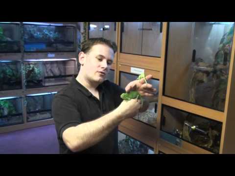 how to care for a veiled chameleon