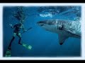 Great White Shark Attacks Diver!!! Great White Shark Attacks Diver!!!