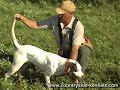 Countryside Kennels Gundogs Countryside Kennels Gundogs