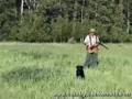 Countryside Kennels Gundogs