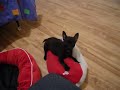 Baby Toshi 6 weeks old
