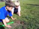 Pocket Gopher 1