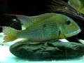 Geophagus AltifronsTocantins
