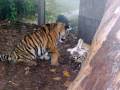 videos de Cute Tiger Cubs eating some Rabbit