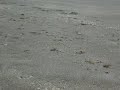 Tortuguitas naciendo I