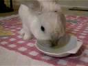 Bunny loves pineapple juice!
