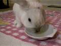 videos de Bunny loves pineapple juice!