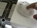 My White Campbell Hamster Supreme