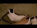 Manju (a Japanese Bobtail) ?? Manju (a Japanese Bobtail) ??