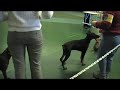 Doberman Novice Puppy - Murphey