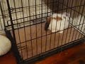 11/18/2008 The Pets at Night!  4051