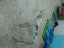 howling doggies chilo and heiro howling doggies chilo and heiro