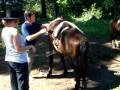 Argentinie - San Lorenzo - Cindy te paard