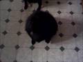 Schipperke moan