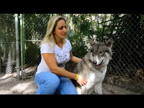 Playing With Wolves