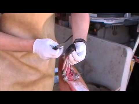 how to properly skin a bobcat
