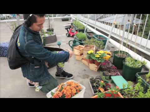 Guerella Gardening / ゲリラ・ガーデニング