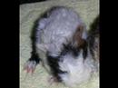 Mina �lskade marsvin,