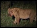 Hyenas Defeat Lions Hyenas Defeat Lions