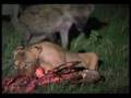 Hyenas Defeat Lions