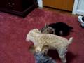 Skippy, Winston & Chloe