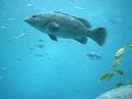 whle-shark , Tiburon ballena