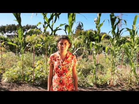 Field - If America's fields could speak, what stories would they tell? That's the question that poet Monica Mendoza asks in the Off/Page Project's inaugural video,