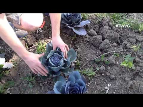 how to harvest cabbage