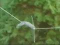 videos de Very Smart Squirrel [from www.metacafe.com].avi