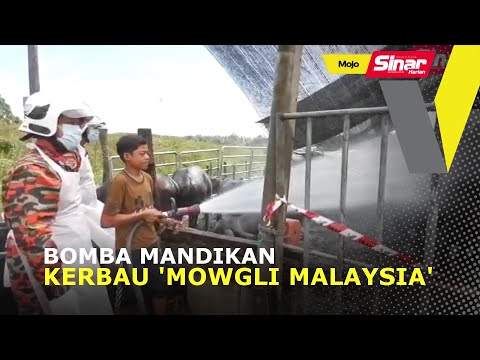 Bomba mandikan kerbau 'Mowgli Malaysia'