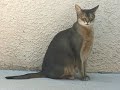 My Kitty Can Fly