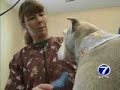 Pet Pampering Adds Human Features - Thumb #2