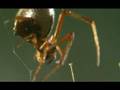 videos de Argerodes