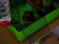 videos de attention ! elven Jan 09